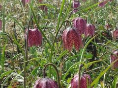 Mocsári kockásliliom, Fritillaria meleagris (védett)