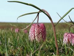 Mocsári kockásliliom, Fritillaria meleagris (védett)