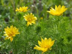 Tavaszi hérics, Adonis vernalis (védett)