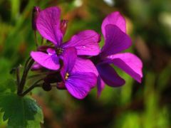 Kerti holdviola, Lunaria annua