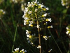 Mezei tarsóka, Thlapsi arvense