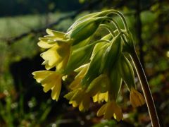 Tavaszi kankalin, Primula veris