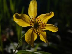 Bogláros szellőrózsa, Anemone ranunculoides