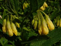 Gumós nadálytő, Symphytum tuberosum