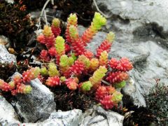 Hatsoros varjúháj, Sedum sexangulare