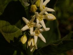 Közönséges méreggyilok, Vincetoxicum hirundinaria