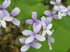 Erdei holdviola, Lunaria redivia (védett)