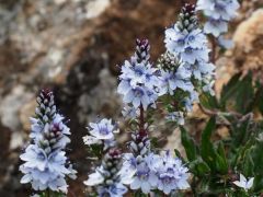 Lecsepült veronika, Veronica prostata