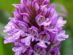 Tarka kosbor, Orchis tridentata (védett)