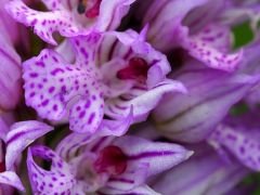 Tarka kosbor, Orchis tridentata (védett)