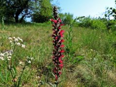 Piros kígyószisz, Echium maculatum (védett)