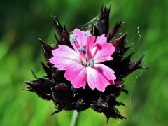 Magyar szegfű, Dianthus pontederae