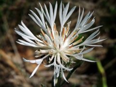 Tarka imola (albino), Centaurea triumfettii (védett)