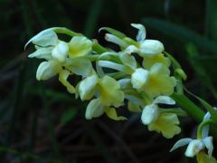 Sápadt kosbor, Orchis pallens (védett)
