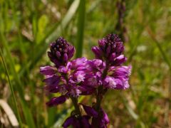 Nagy pacsirtafű, Polygala major (védett)