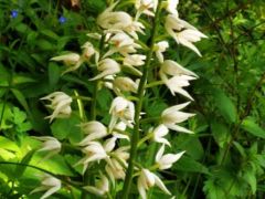 Kardos madársisak, Cephalanthera longifolia (védett)