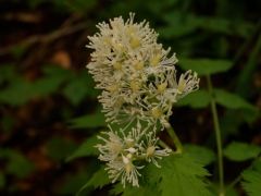 Fekete békabogyó, Actaea spicata