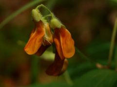 Erdélyi lednek, Lathyrus transsylvanicus (védett)
