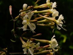 Kónya habszegfű, Silene nutans