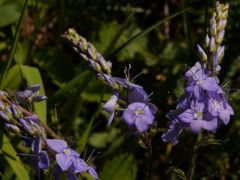 Lecsepült veronika, Veronica prostata