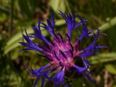 Triumfetti imola, Centaruea triumfetti (védett)