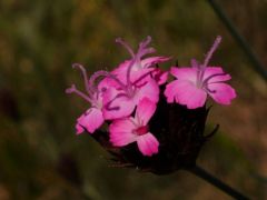 Magyar szegfű, Diantus pontederae