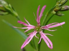 Réti kakukkszegfű, Lychnis floscuculi