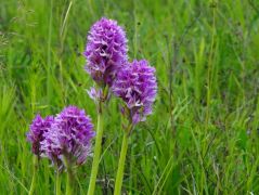Tarka kosbor, Orchis tridentata (védett)