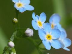 Mocsári nefelejcs, Myosotis palustris