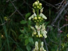Hasznos tisztesfű, Stachys recta