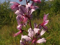 Nagy ezerjófű, Dictamnus albus (védett)