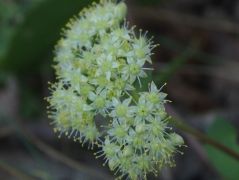 Nagy varjúbab/bablevelű varjúháj