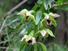 Széleslevelű nőszőfű (védett)