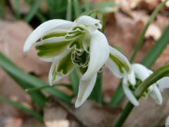 Teltvirágú hóvirág