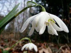 Teltvirágú hóvirág