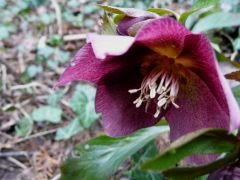 Keleti hunyor (Helleborus orientalis)