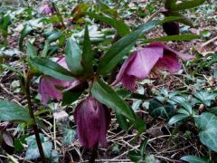 Keleti hunyor (Helleborus orientalis)