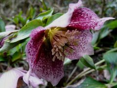 Keleti hunyor (Helleborus orientalis)