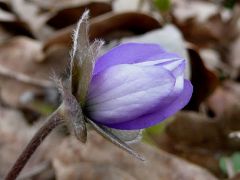 Májvirág (Hepatica nobilis)