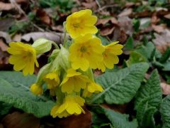 Tavaszi kankalin ([Primula veris)