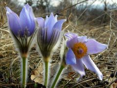 Leánykökörcsin (Pulsatilla grandis) védett!