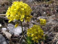 Kövér daravirág (védett)