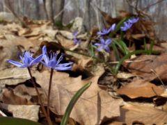 Nyugati csillagvirág (védett)