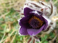 Fekete kökörcsin (védett)