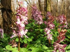 Odvas keltike színváltozat