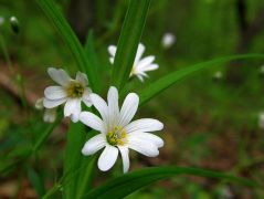 Olocsán csillaghúr