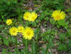 Magyar zergevirág (védett)