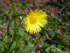 Magyar zergevirág (védett)