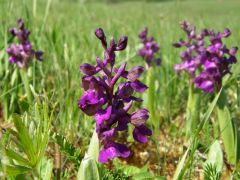 Agárkosbor (védett)