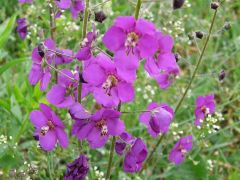 Lila ökörfarkkóró